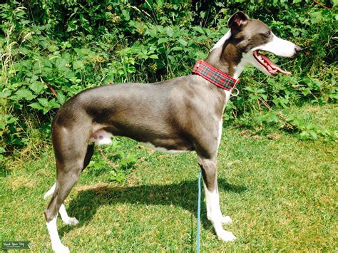 whippet stud|More.